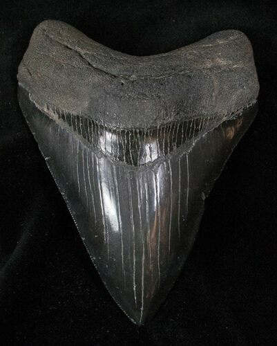 Dark Fossil Megalodon Tooth #13128